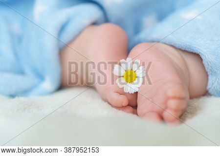 Tiny Bare Legs And Feet Of Newborn Covered With A Blue Soft Warm Blanket.medicinal Plant Chamomile B