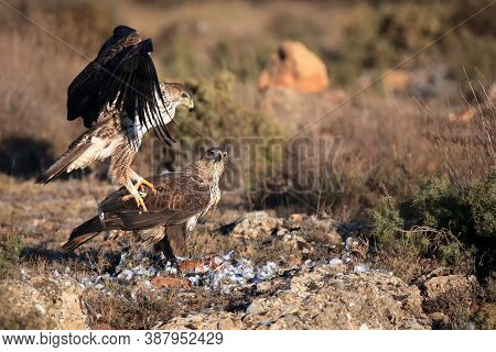 The Bonelli's Eagle (aquila Fasciata) A Pair Of Eagles On The Rock. Two Large Eagles On A Rock With 