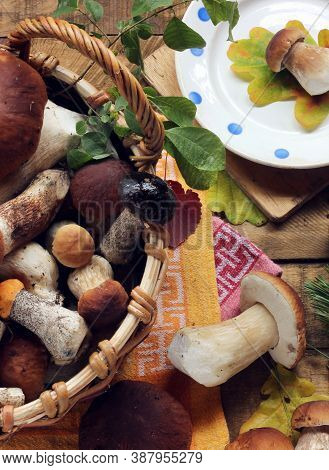 Mushrooms Scattered On The Table, Top View. Still Life With Mushrooms. Boletus Luteus.