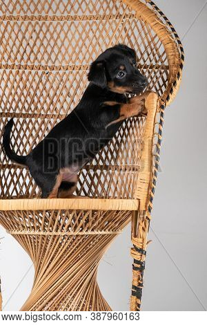 A Portrait Of A Cute Jack Russel Terrier Puppy, Standing On Hind Legs On A Rattan Chair, Isolated On