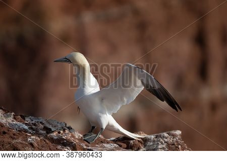 Northern Gannet With Spreadout Wings Land On A Cliff Of Helgoland Island, Germany