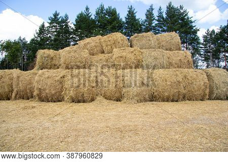 A Lot Of Bales Of Straw Lie On Top Of Each Other Near The Forest. The Bales Are Stacked With Several