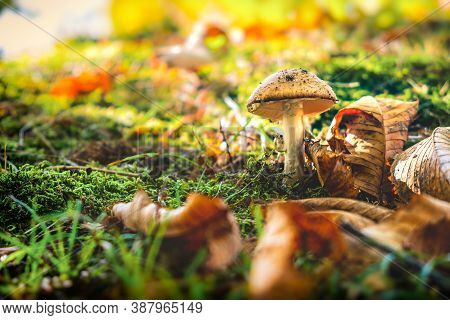 A Single Not Edible Mushroom In Colorful Spring Forest Background