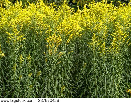 Yellow Flowers Of Goldenrod, Variety Solidago Linner Gold, Catching Sunlight In A Garden
