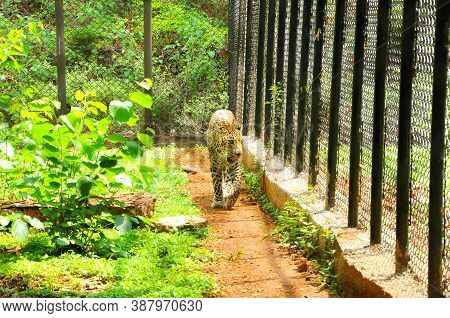 The Caged Leopard Roaming In A Cage