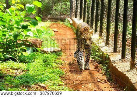 The Caged Leopard Roaming In A Cage