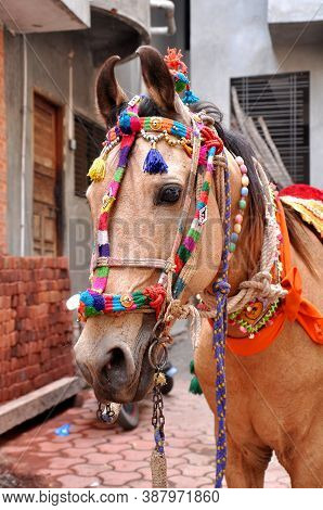 The Horse Standing & Waiting For His Owner