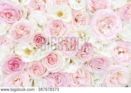 Delicate Floral Background Of Pink And White Roses. Wedding Background For Cards And Invitations. De