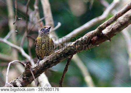 Bahia Piculet (picumnus Exilis) Rare, Endemic And Endangeared Woodpecker (bird) From The Brazilian N
