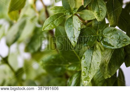 Fresh Basil Leaves. Basil Plant With Green Leaves. Copy Space