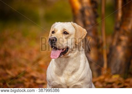 A Labrador Dog Runs In The Autumn Forest. Labrador Retriever Dog In The Fall Between Leaves.