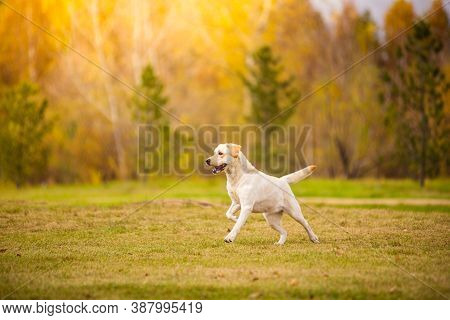 A Labrador Dog Runs In The Autumn Forest. Labrador Retriever Dog In The Fall Between Leaves.