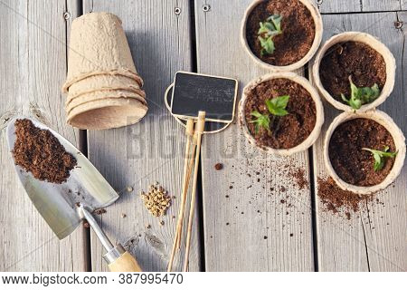 gardening, eco and organic concept - vegetable seedlings in pots with soil and name tags with garden trowel on wooden board background