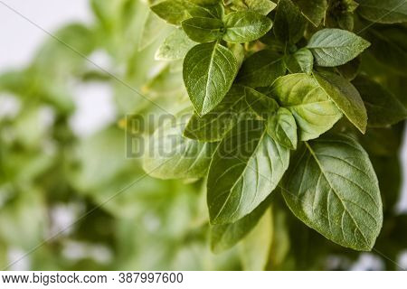 Fresh Basil Leaves. Basil Plant With Green Leaves. Copy Space