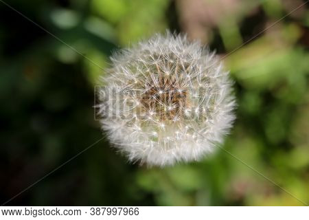 Common Dandelion In Nature. Common Dandelion In The Garden. Flower With Green Background. Full Dande