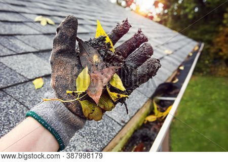Cleaning leaves and debris out of rain gutters in autumn closeup of glove holding leaves and debris