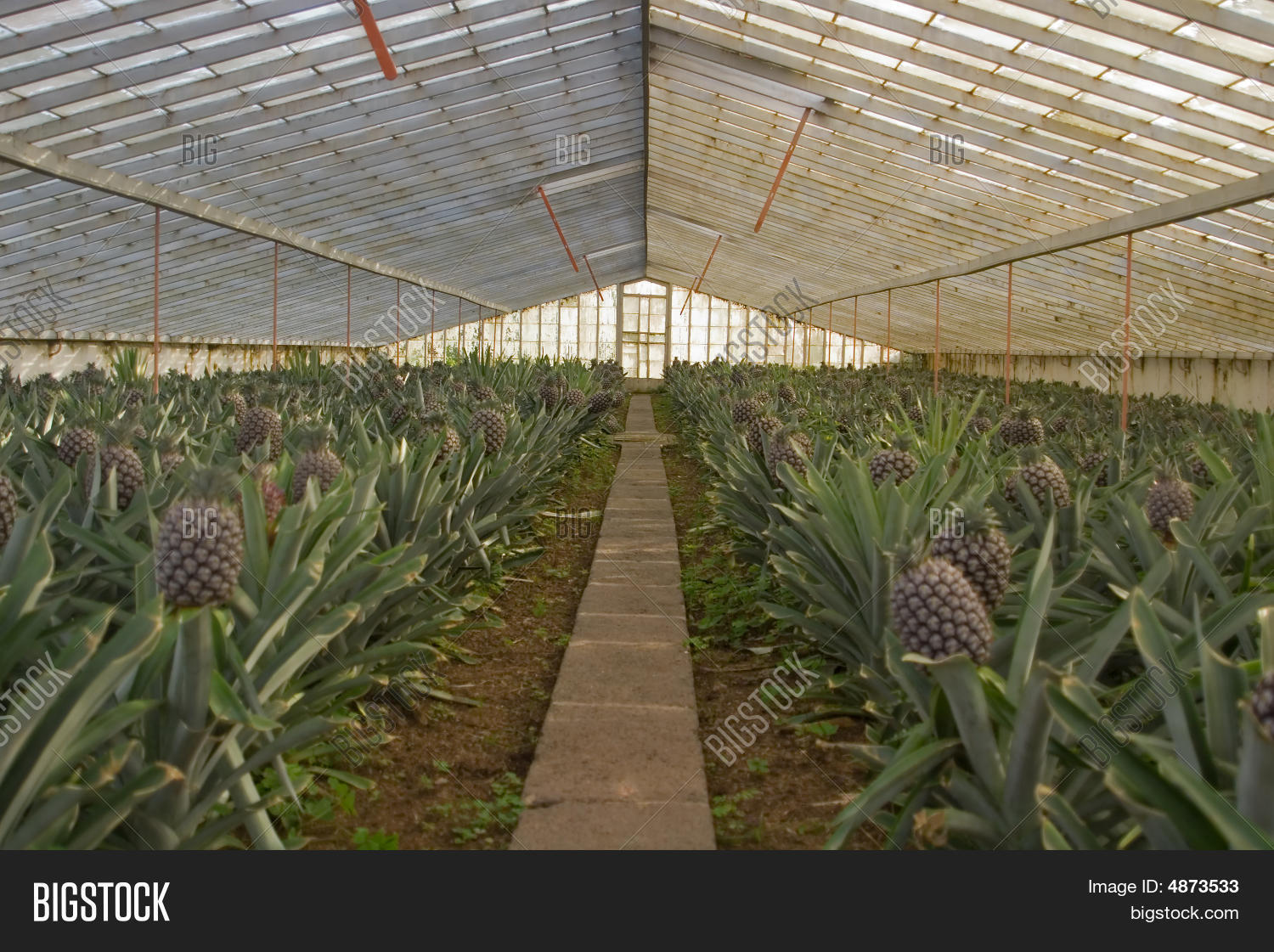 Pineapple Greenhouse Image & Photo (Free Trial) Bigstock