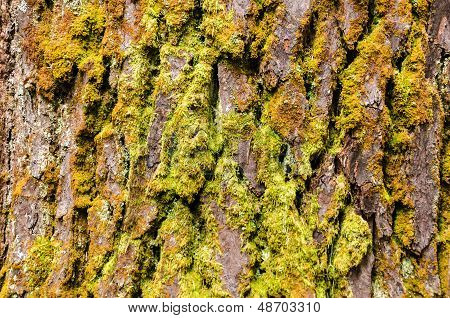 Tree Bark tekstur