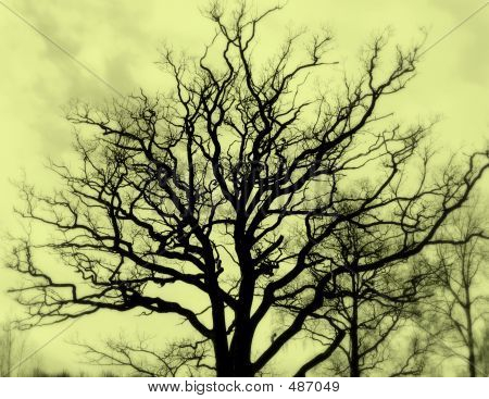 Bare Oak, Sepia