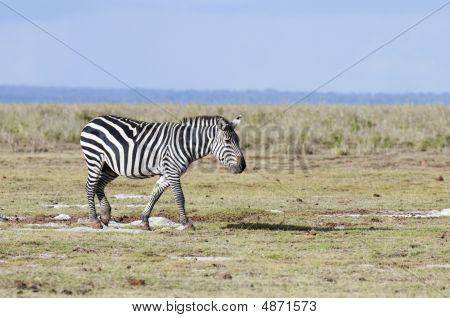 Plains Zebra