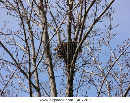 Crows Nest