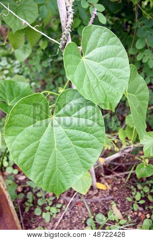 Leaves And Vines Of Tinospora Crispa.