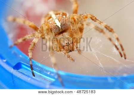 Spider