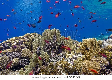 colorful coral reef with fire corals and fishes anthias at the bottom of tropical sea on blue water
