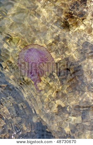 Jellyfish in the sea water