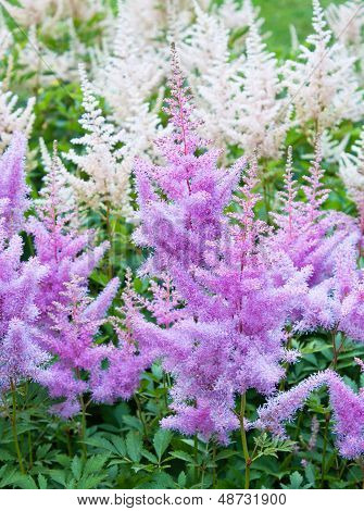 Astilbe