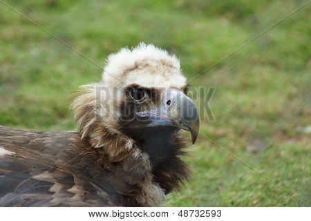 European Black Vulture - Aegypius Monachus