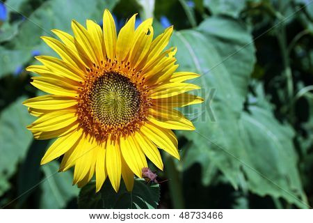 Sunflower