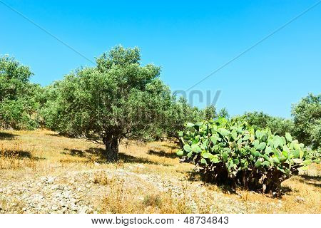 Z oliwek i Opuntia