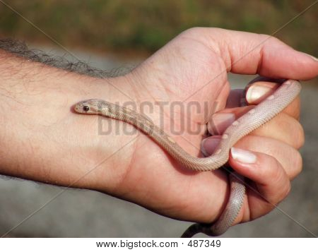 Serpente In mano