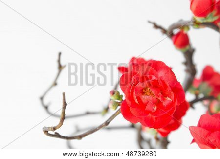 Rode bloei quince
