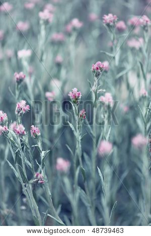  Rosige Pussytoes (Antennaria Rosea)