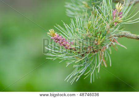 Knoppar av en japansk fem Needle tall (pinus Parvifolia)