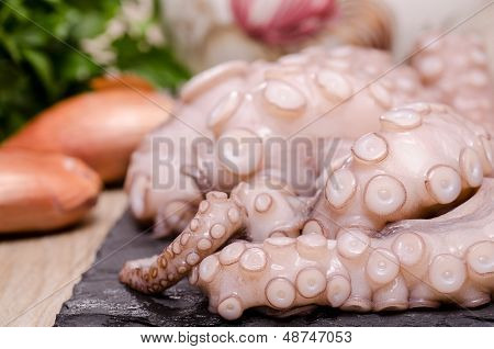Octopus Arms
