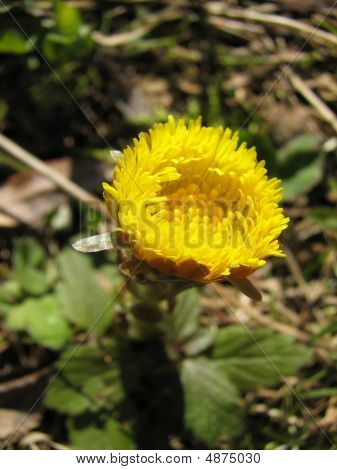 Tussilage