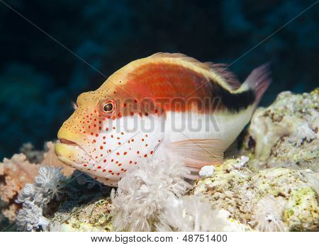 A trópusi korallzátonyok szeplős Hawkfish