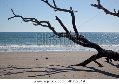 Driftwood on the beach