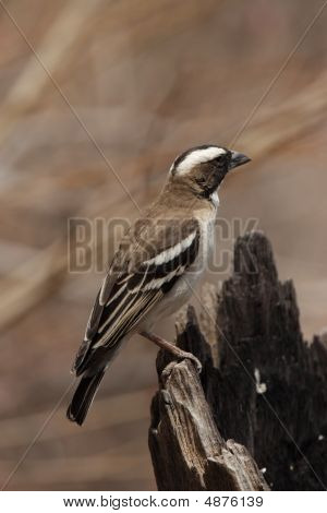 Olivflanken-Sparrow-Weaver (Plocepasser Mahali)