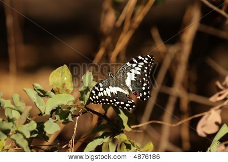 Citrus svalehale (papilio Demodocus)