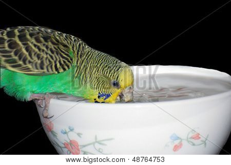 A Budgie bird drinking water from a bowl