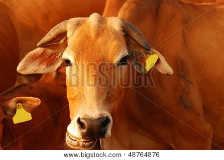 Vaca marrom sorrindo