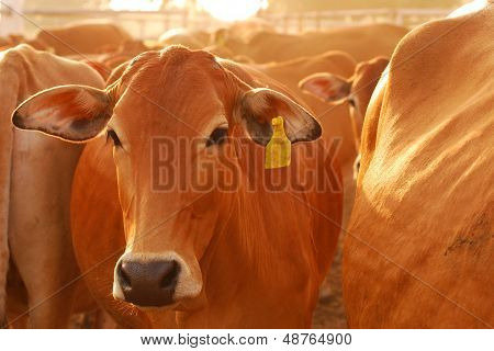 Marrom a vaca no sol