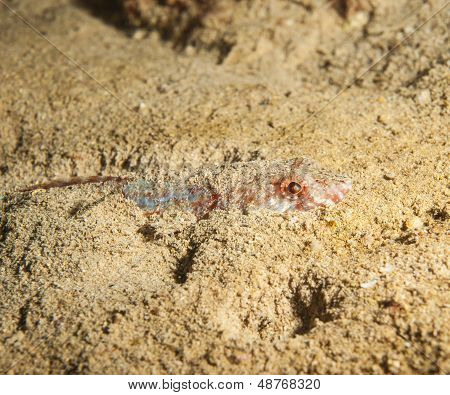 Rif Lizardfish verbergen In het zand