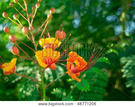 Gottesanbeterin auf Paradiesvogel-Blume