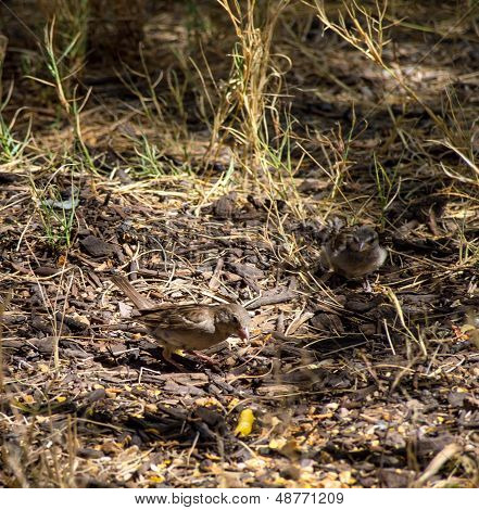 Young Sparrow