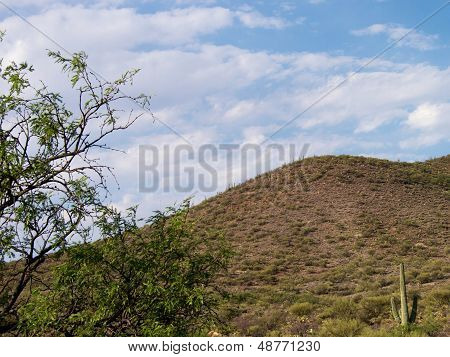 Desert Landscape